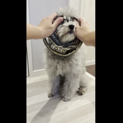 ハーネスや服を着せるワンシーン