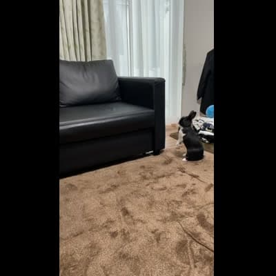 ソファーに飛び乗ったあとペットハウスに滑り落ちたところ