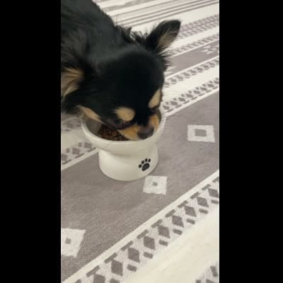 フードを盛り付けてから食べ始めるまで