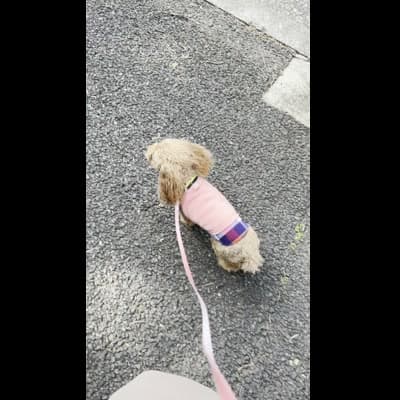飼い主を見上げながら歩く IMG_4182