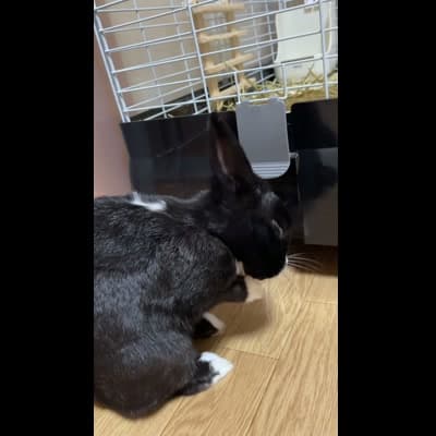 前足で顔や耳の毛づくろいしているところ