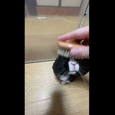 ブラッシングされて気持ちよさそうにしているところ
