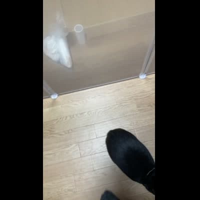 おやつが欲しくて飼い主の膝に乗ってくるところ