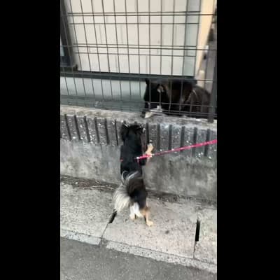 他の犬を見て耳が動く
