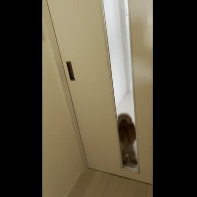 飼い主が帰宅して駆け寄る IMG_0206