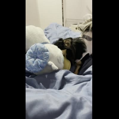 ロープやぬいぐるみに顔をすり寄せる