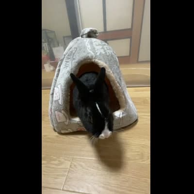 ペットハウスに入っていくところ
