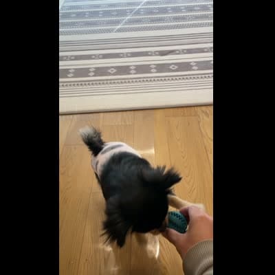 投げたおもちゃに向かって勢いよく走る