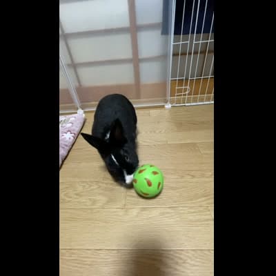 お気に入りのおもちゃで遊んでいるところ
