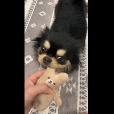 引っ張りっこで遊ぶ