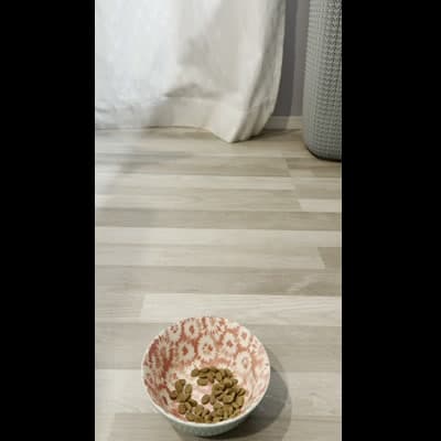 自動給餌器の音に反応し近づく_