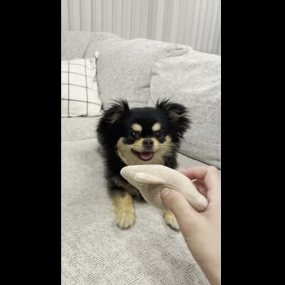 おもちゃを咥えて戻ってくる
